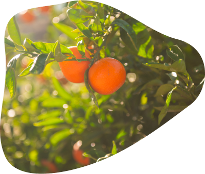 Fruto
